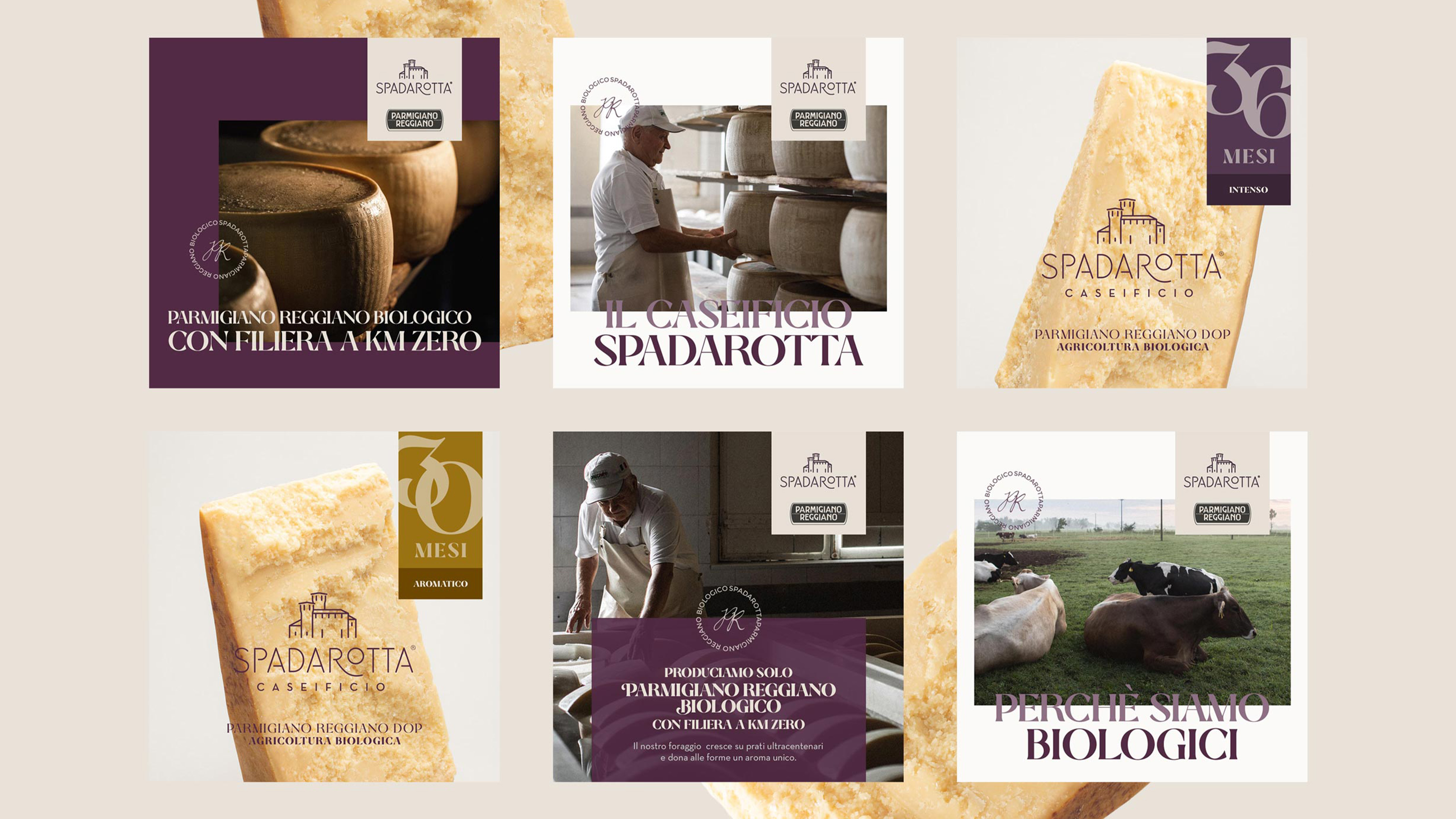 Composizione di sei grafiche promozionali del caseificio spadarotta con forme e spicchi di parmigiano reggiano casaro e mucche al pascolo su sfondo beige